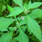 20 WATER HOREHOUND Lycopus Americanus American Bugleweed Herb Flower Seeds