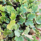1200 Prairie Alumroot CORAL BELLS / HEUCHERA Richardsonii Shade Flower Seeds