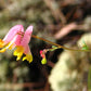 50 ROCK HARLEQUIN Pink & Yellow Corydalis Sempervirens Flower Seeds