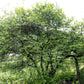 5 HARDY ORANGE TREE Trifoliate Citrus Trifoliata Poncirus Fruit White Flower Seeds