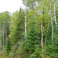30 BALSAM FIR Tree Abies Balsamea Christmas Tree Silver Pine Canadian Fir Native Evergreen Seeds