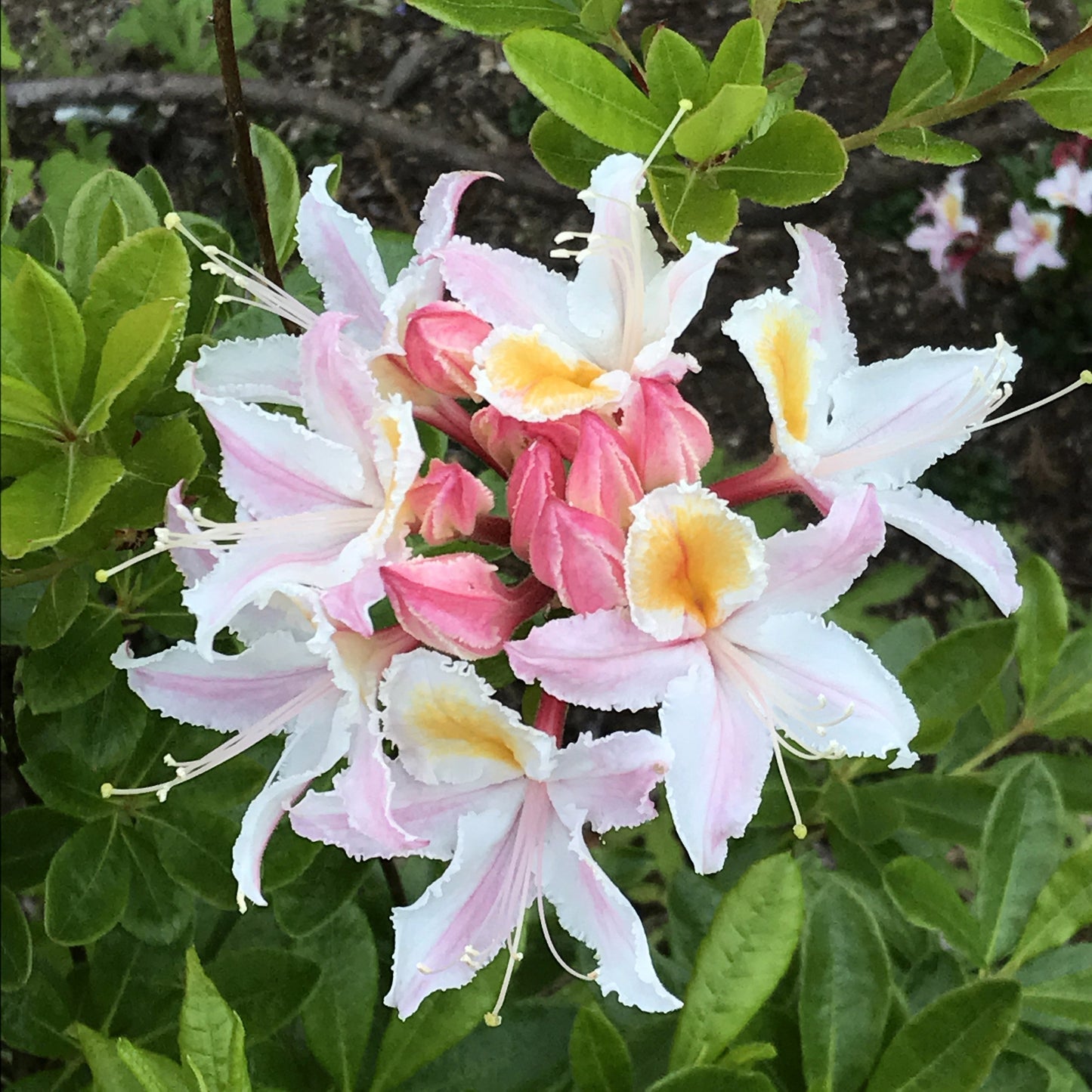 20 WESTERN AZALEA Pink White Yellow Shrub Flower Rhododendron Occidentale Seeds