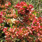 40 Mixed Colors FLORIDA HOPBUSH Dodonaea Viscosa Hawaiian Hopseed Flower Shrub Seeds
