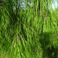 10 MEXICAN WEEPING BAMBOO Otatea Acuminata Rare Seeds