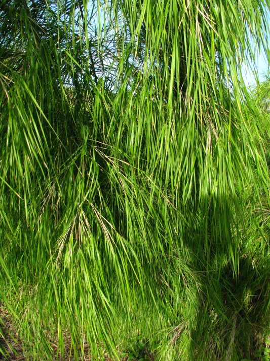 10 MEXICAN WEEPING BAMBOO Otatea Acuminata Rare Seeds
