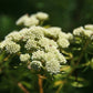20 WHITE WORLED (Horesetail) MILKWEED Asclepias Verticillata Flower Seeds