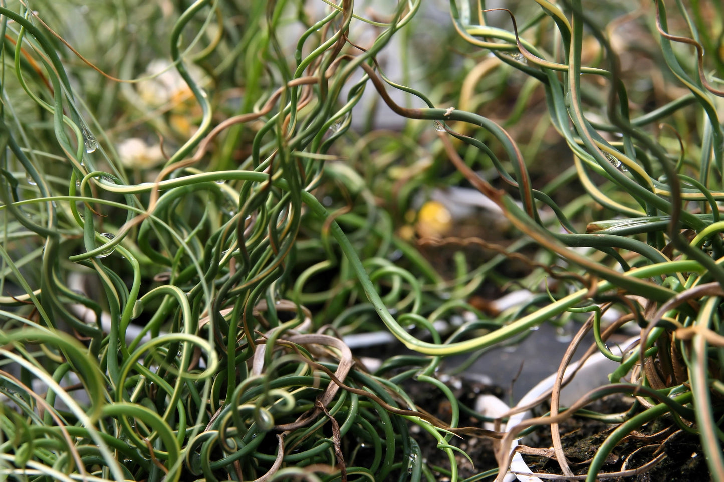 10 CORKSCREW RUSH Spiral Grass Juncus Effusus Spiralis Wetland Pond Seeds
