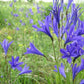 10 BLUE SIBERIAN LILY Mountain Ixia Altai Ixiolirion Tataricum Flower Seeds