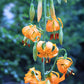 15 WESTERN HYBRIDS LILY Tiger, Leopard, Lemon, Alpine, Kellogg - Mixed Colors Pink, Red, Yellow, Orange - Native Lilium Flower Seeds