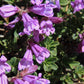 50 ALPINE PENSTEMON Davidsonii Davidson's Beardtongue Purple Flower Seeds