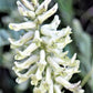 50 AMERICAN LICORICE Glycyrrhiza Lepidota aka Wild Licorice Native Herb White Flower Seeds