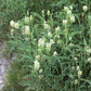 50 AMERICAN LICORICE Glycyrrhiza Lepidota aka Wild Licorice Native Herb White Flower Seeds