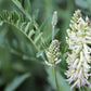 50 AMERICAN LICORICE Glycyrrhiza Lepidota aka Wild Licorice Native Herb White Flower Seeds