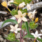 100 LARGE FLOWERED PHLOX Collomia Grandiflora Flower Seeds