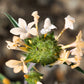 100 LARGE FLOWERED PHLOX Collomia Grandiflora Flower Seeds