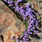 50 ALPINE PENSTEMON Davidsonii Davidson's Beardtongue Purple Flower Seeds