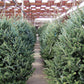 30 BALSAM FIR Tree Abies Balsamea Christmas Tree Silver Pine Canadian Fir Native Evergreen Seeds