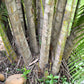 5 BAMBOO PALM Chamaedorea Seifrizii Reed or Parlor Palm Tree Sun Shade Houseplant Seeds