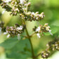 10 Java INDIAN PATCHOULI Pogostemon Heyneanus Herb Shrub Flower Fragrant Patchouly Seeds