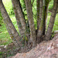 5 BAMBOO PALM Chamaedorea Seifrizii Reed or Parlor Palm Tree Sun Shade Houseplant Seeds