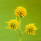 250 Wingstem / YELLOW IRONWEED Verbesina Alternifolia Flower Seeds
