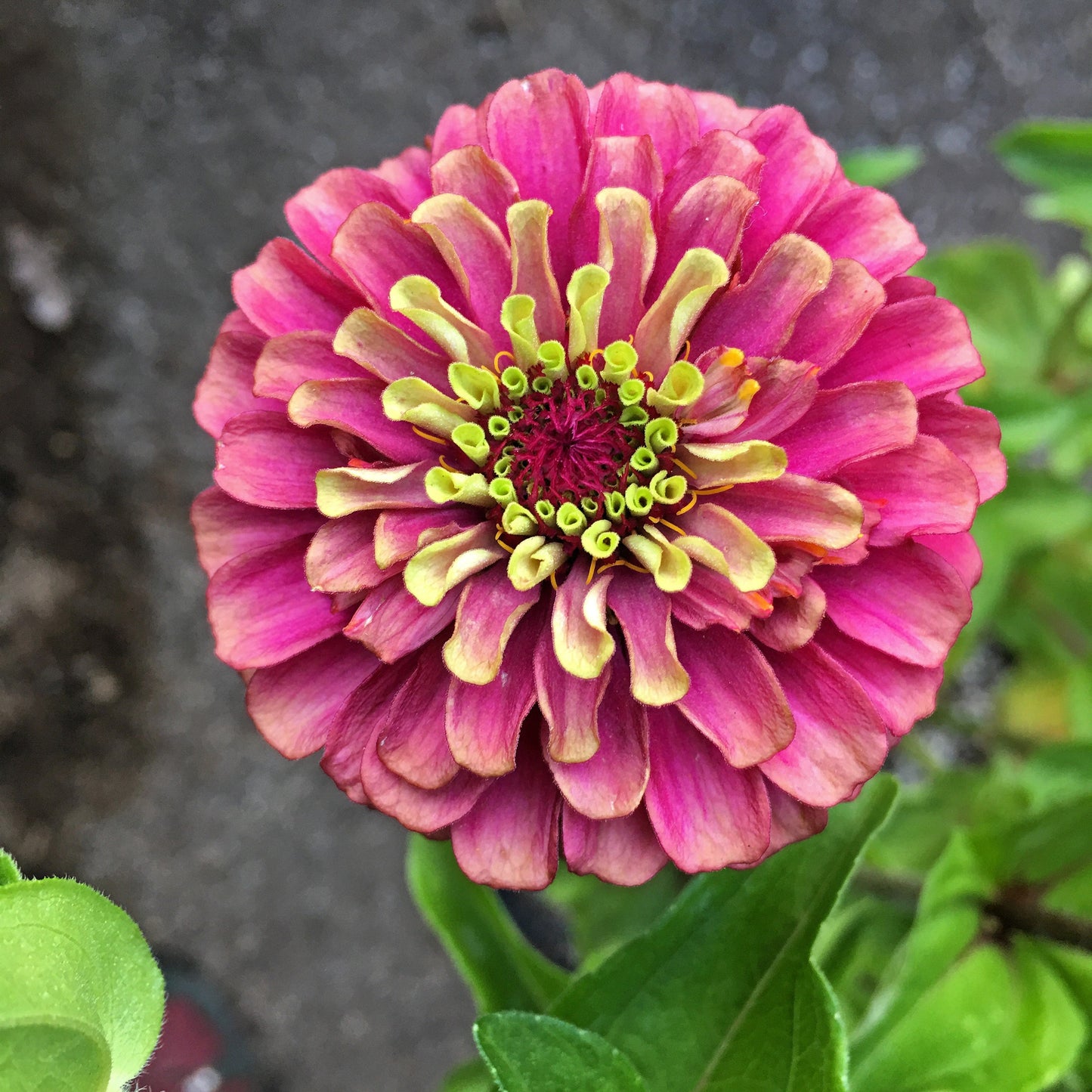 25 RED LIME QUEENY ZINNIA Elegans Green Queen Flower Seeds