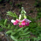 30 GOAT'S RUE Tephrosia Virginiana Cracca Flower Grass Legume Ground Cover Seeds