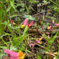 50 ROCK HARLEQUIN Pink & Yellow Corydalis Sempervirens Flower Seeds