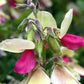 30 GOAT'S RUE Tephrosia Virginiana Cracca Flower Grass Legume Ground Cover Seeds
