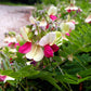 30 GOAT'S RUE Tephrosia Virginiana Cracca Flower Grass Legume Ground Cover Seeds