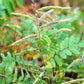 30 GOAT'S RUE Tephrosia Virginiana Cracca Flower Grass Legume Ground Cover Seeds