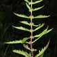 20 WATER HOREHOUND Lycopus Americanus American Bugleweed Herb Flower Seeds