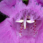 100 FALSE PURPLE FOXGLOVE Rose Gerardia Wetland Agalinis Purpurea Flower Seeds