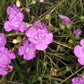 100 FALSE PURPLE FOXGLOVE Rose Gerardia Wetland Agalinis Purpurea Flower Seeds