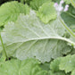 100 WHITE FAIRY PRIMROSE Primula Malacoides Baby Primrose Shade Houseplant Flower Seeds