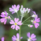 100 PINK FAIRY PRIMROSE Primula Malacoides Baby Primrose Shade Houseplant Flower Seeds
