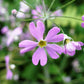 100 PINK FAIRY PRIMROSE Primula Malacoides Baby Primrose Shade Houseplant Flower Seeds