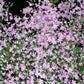 100 PINK FAIRY PRIMROSE Primula Malacoides Baby Primrose Shade Houseplant Flower Seeds