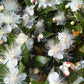 20 TRUE MYRTLE Myrtus Communis aka Common & Sweet Myrtle Fragrant White Flower Edible Blue Berry Fruit Shrub Seeds