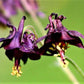 20 BLACK COLUMBINE Dark Columbine Aquilegia Atrata Deep Purple Flower Seeds