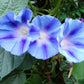 75 Blue STAR MORNING GLORY Ipomoea Tricolor Flower Vine Seeds