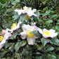 5 TEA PLANT Black & Green Drinking Tea Camellia Sinensis Evergreen Tree Shrub Flower Seeds
