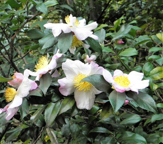 5 TEA PLANT Black & Green Drinking Tea Camellia Sinensis Evergreen Tree Shrub Flower Seeds