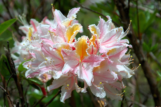 20 WESTERN AZALEA Pink White Yellow Shrub Flower Rhododendron Occidentale Seeds