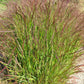 1000 SWITCHGRASS Tall Panic Switch Grass Panicum Virgatum Red Flower Seeds