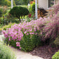 100 SLENDER BUSH CLOVER Lespedeza Virginica Bushclover Native Shrub Pink Purple Flower Legume Seeds
