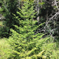 30 BALSAM FIR Tree Abies Balsamea Christmas Tree Silver Pine Canadian Fir Native Evergreen Seeds