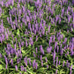 5 LILYTURF Liriope Muscari aka Big Blue Lily Turf / Monkey Grass Flower Seeds
