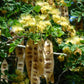 20 WOMAN'S TONGUE TREE White Mimosa Nectar Flower Albizia Lebbeck Legume Seeds