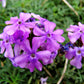 500 Purple HARDY MOSS VERBENA Tenuisecta Fragrant Flower Seeds